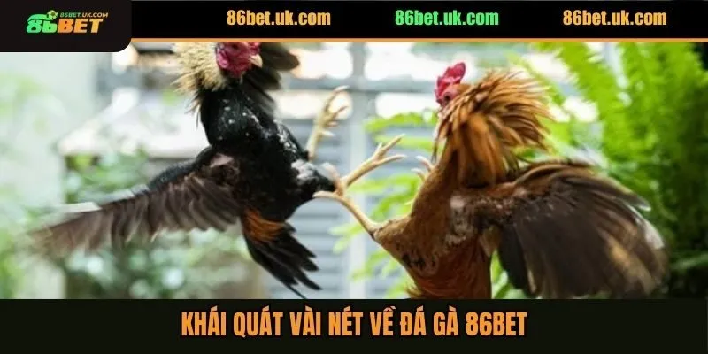 Đá Gà 86BET 1 Khái quát vài nét về đá gà 86BET